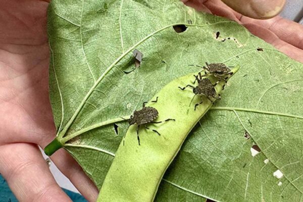 Bakanlıktan ‘garip’ yarışma: Böcek top...