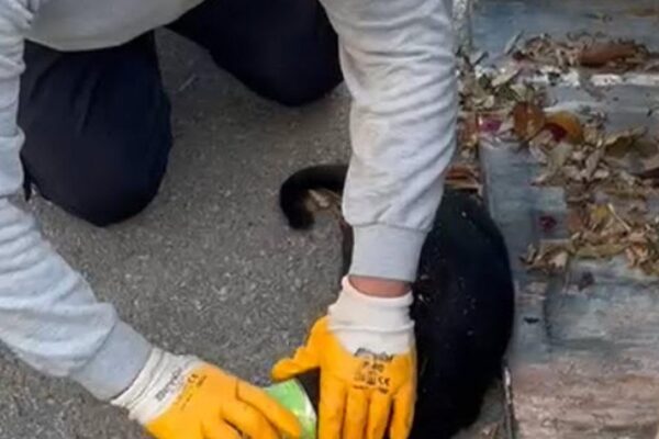 Başı konserveye sıkıştı… İmdadına temizlik p...