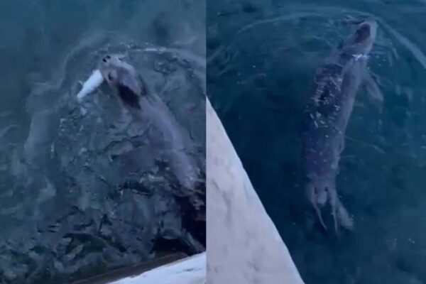 Bodrum’da rıhtımda fok görüntülendi