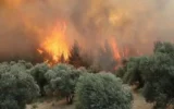 Orman yangınlarına ilişkin 6 kişi hakkında tutukla...