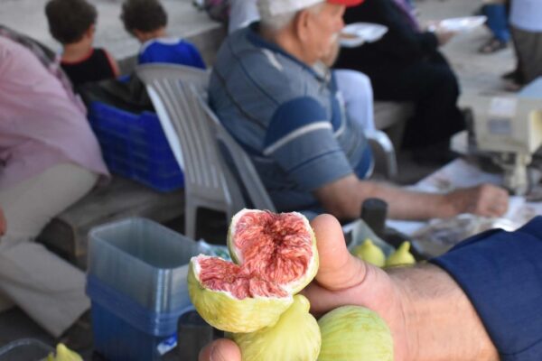 Bardacık incirinde rekolte yüz güldürdü!