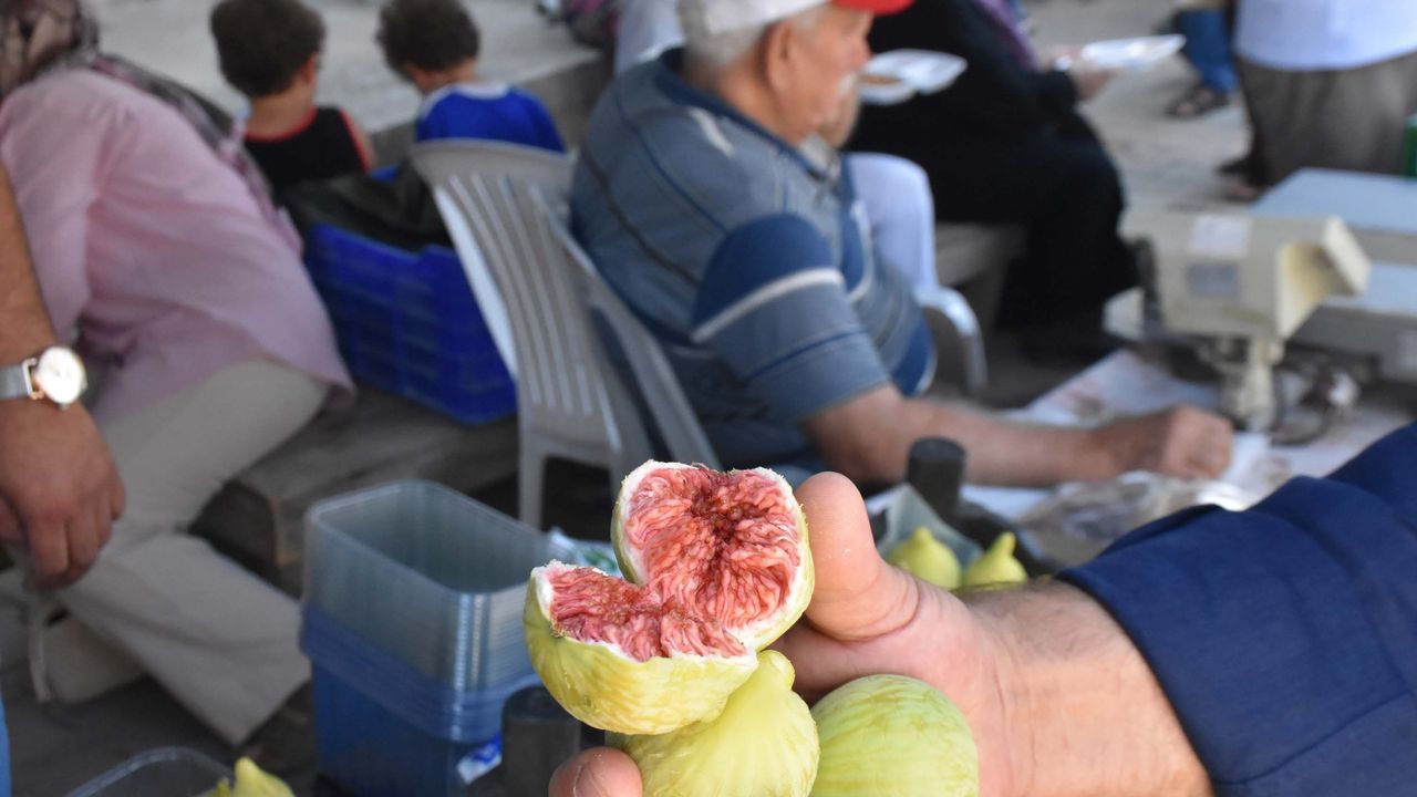 Bardacık incirinde rekolte yüz güldürdü!